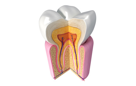 Endodonzia